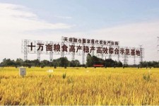 广元关于成都商务伴游外围雇用的信息